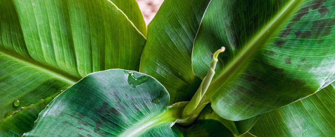 Bananenplant verzorgen