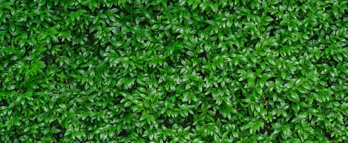 Beukenhaag – planten bemesten onderhouden - I Love My Garden