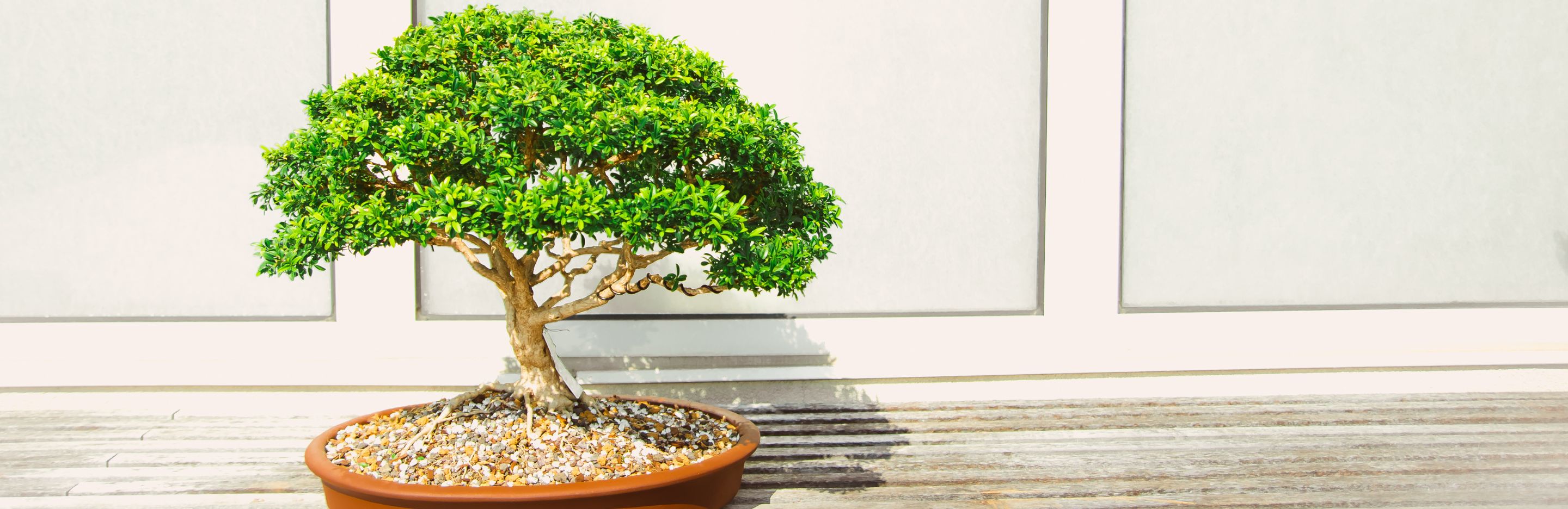 Jak uprawiać i dbać o drzewko bonsai