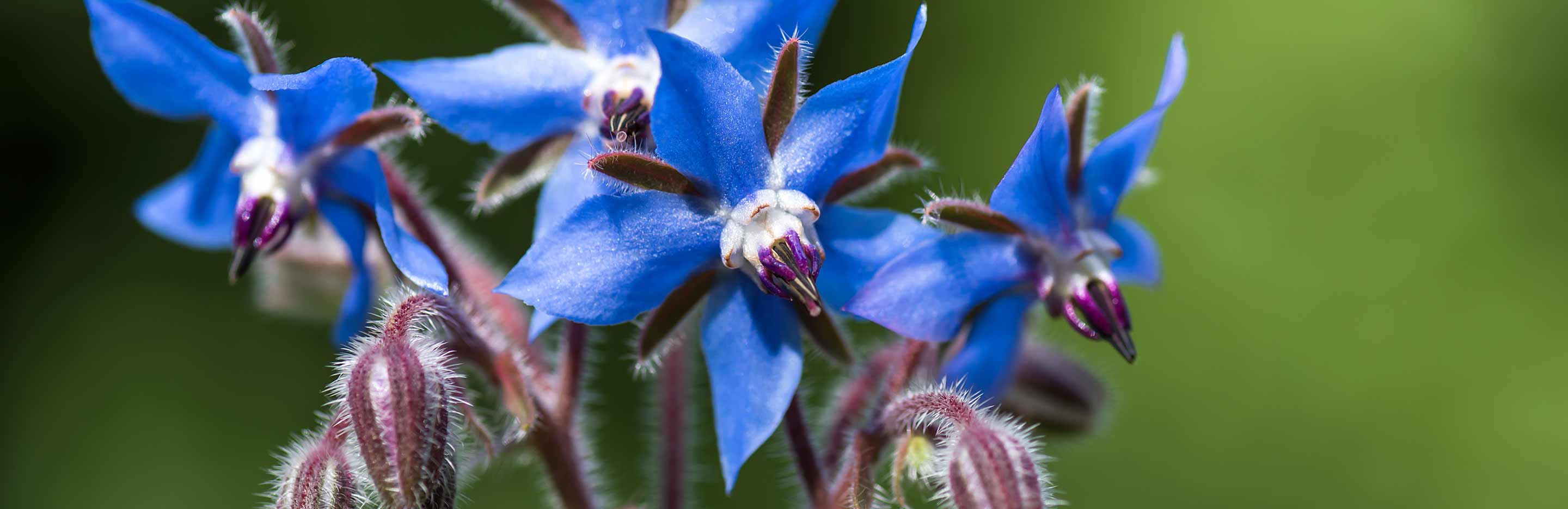 How to grow borage