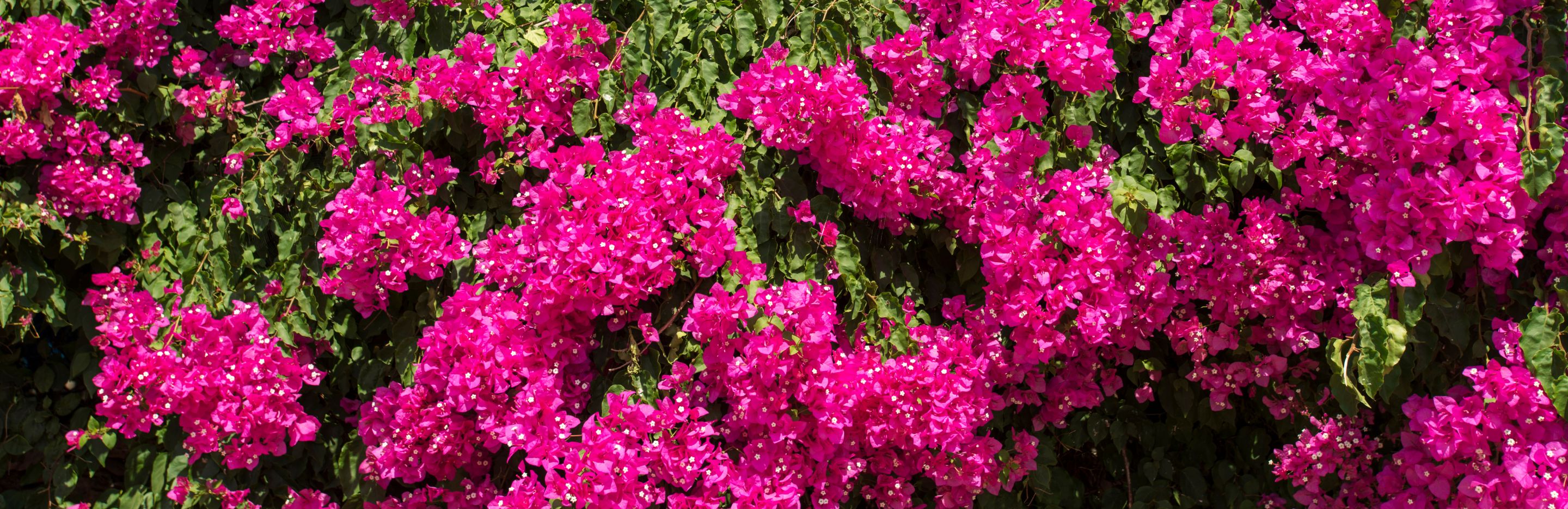 bougainvillea tree