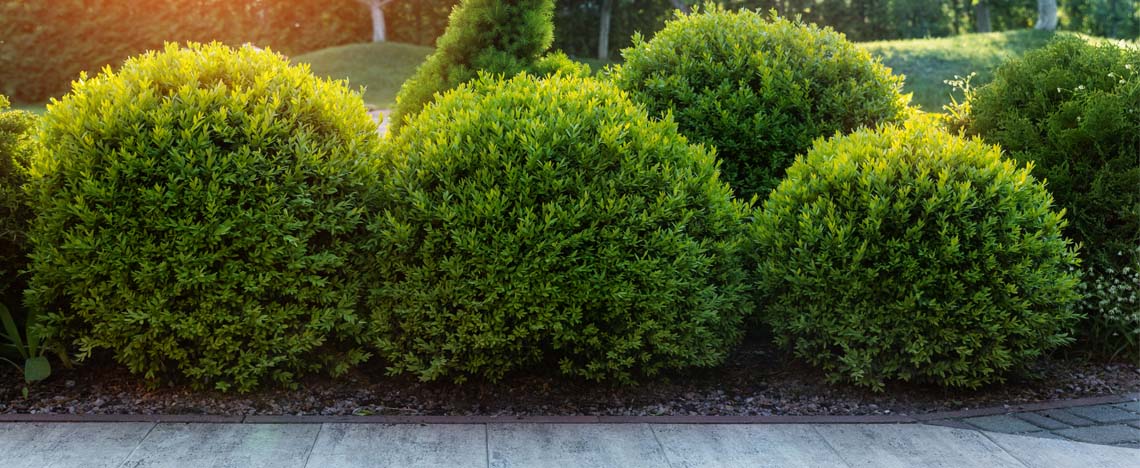 Comment fertiliser et entretenir le buis - I Love My Garden