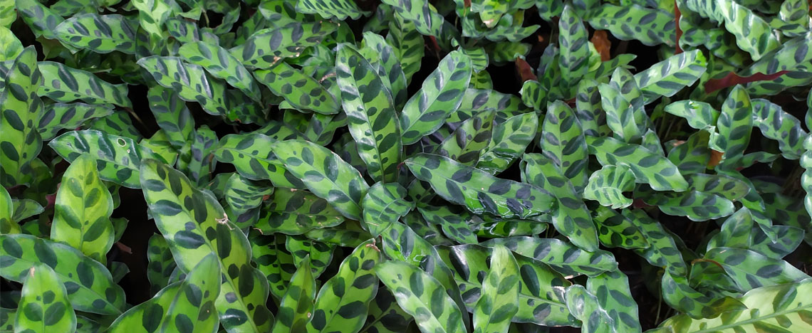 Calathéa: Entretien et soins | I Love My Garden