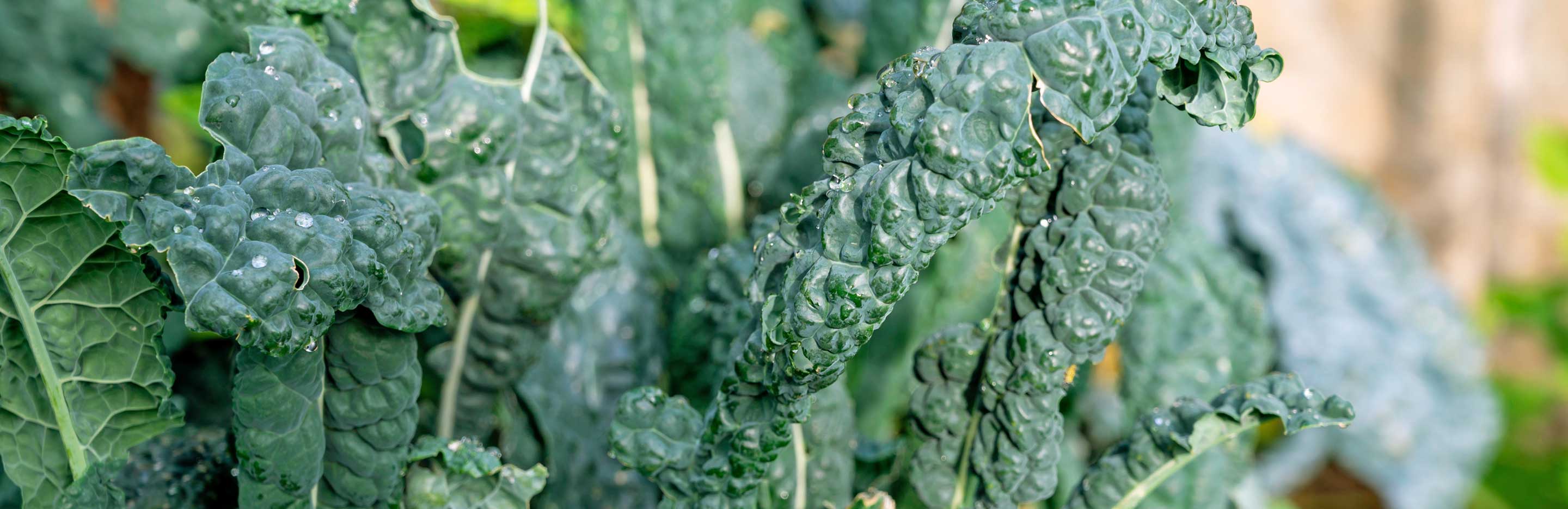 How to grow and care for Cavolo Nero