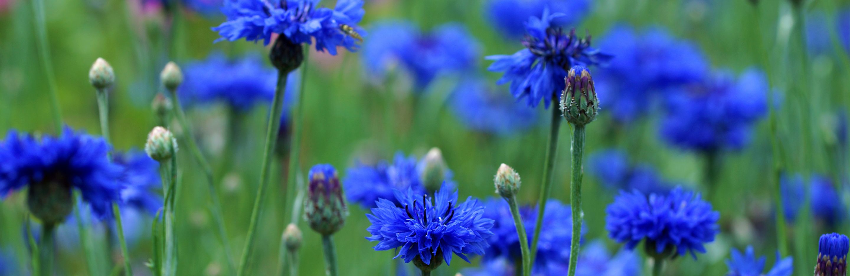 Chaber bławatek – pospolity chwast czy lecznicza roślina?