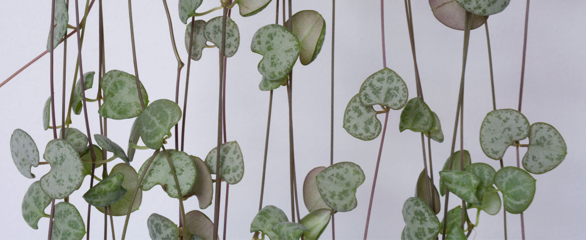 Chinees lantaarnplantje verzorgen – kamerplant - I Love My Garden