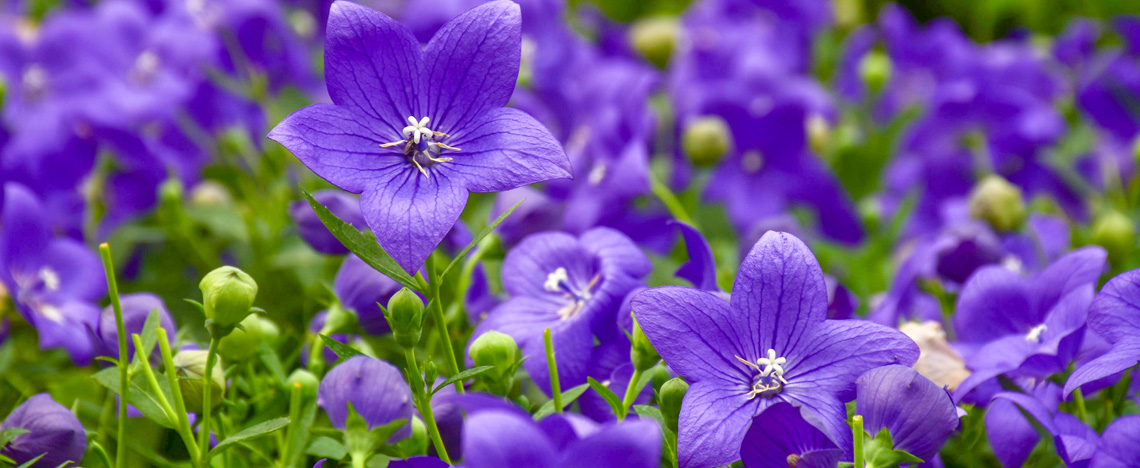 Comment planter des campanules - Love The Garden