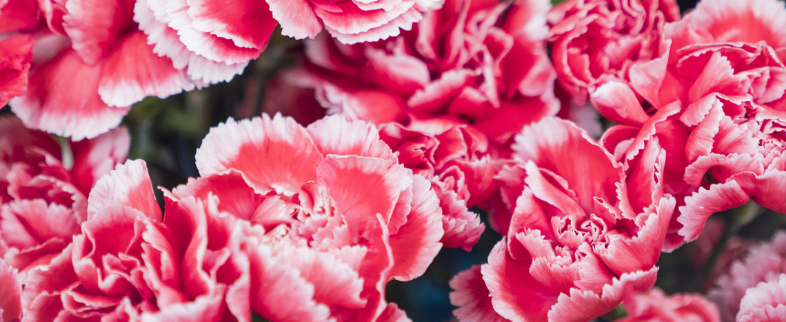 Comment planter ses œillets - Love The Garden