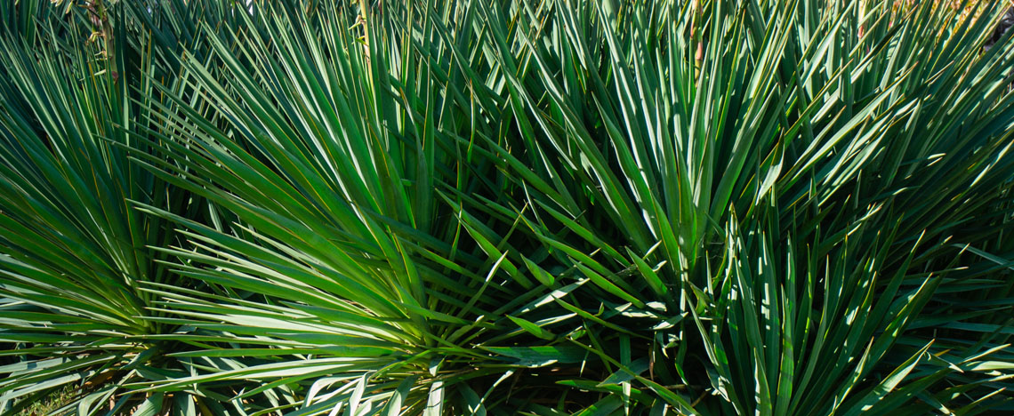 hoe plant je jouw yucca - comment planter son yucca - Love The Garden