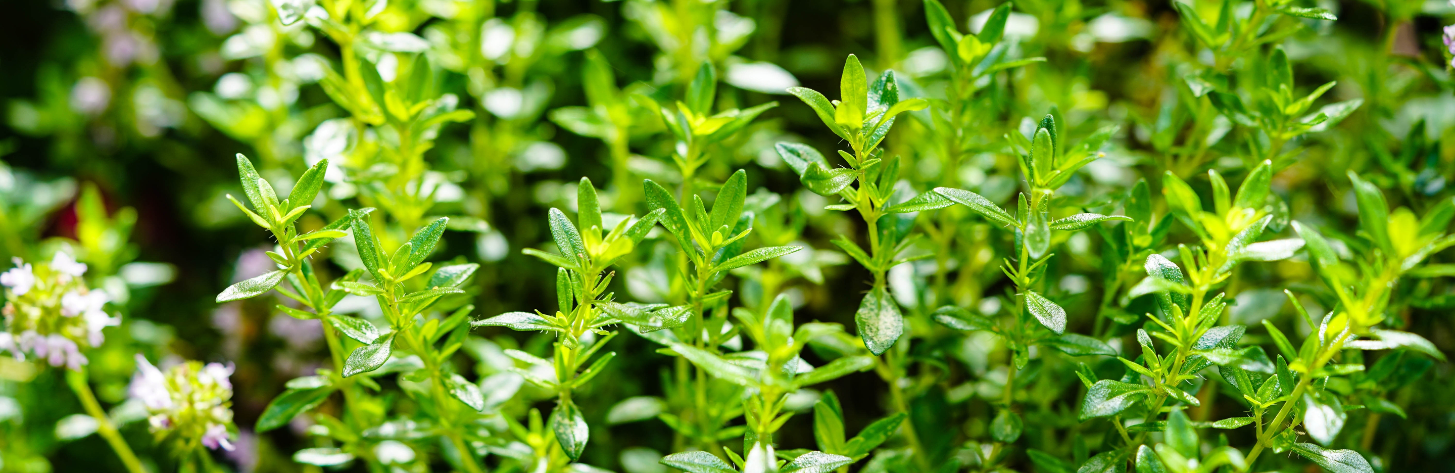 Cząber w przydomowym ogródku