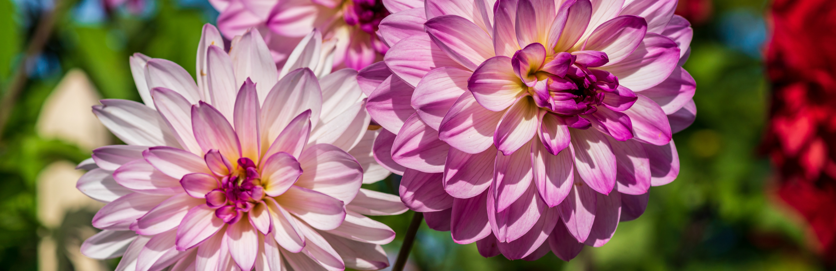 Uprawa dalii w ogrodzie