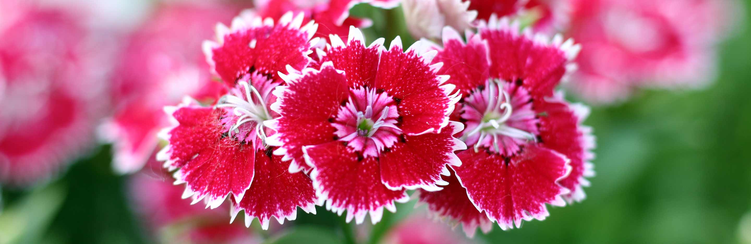 How to grow and care for Dianthus