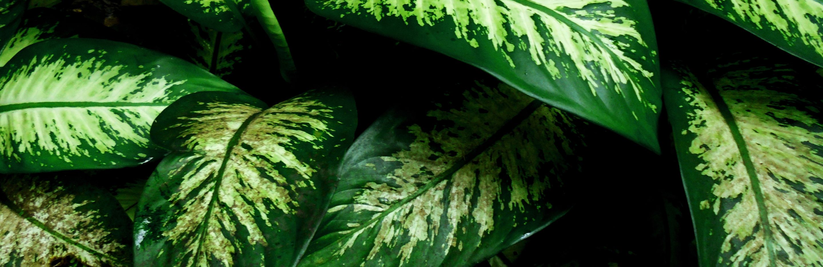 dieffenbachia