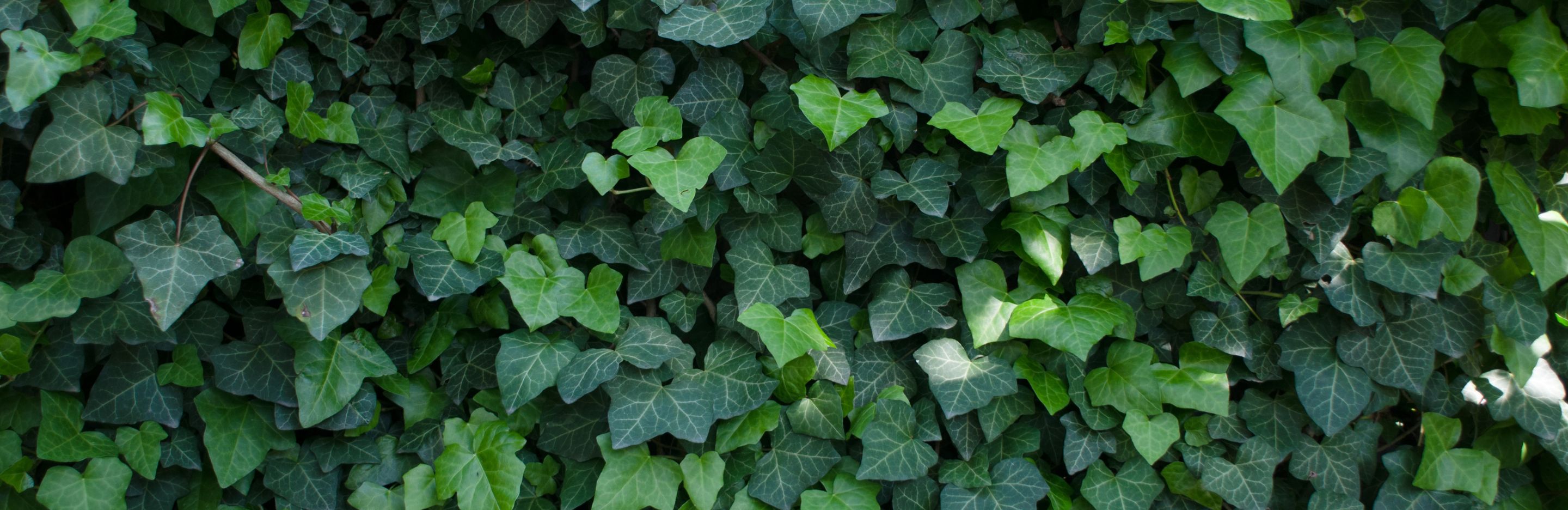English Ivy