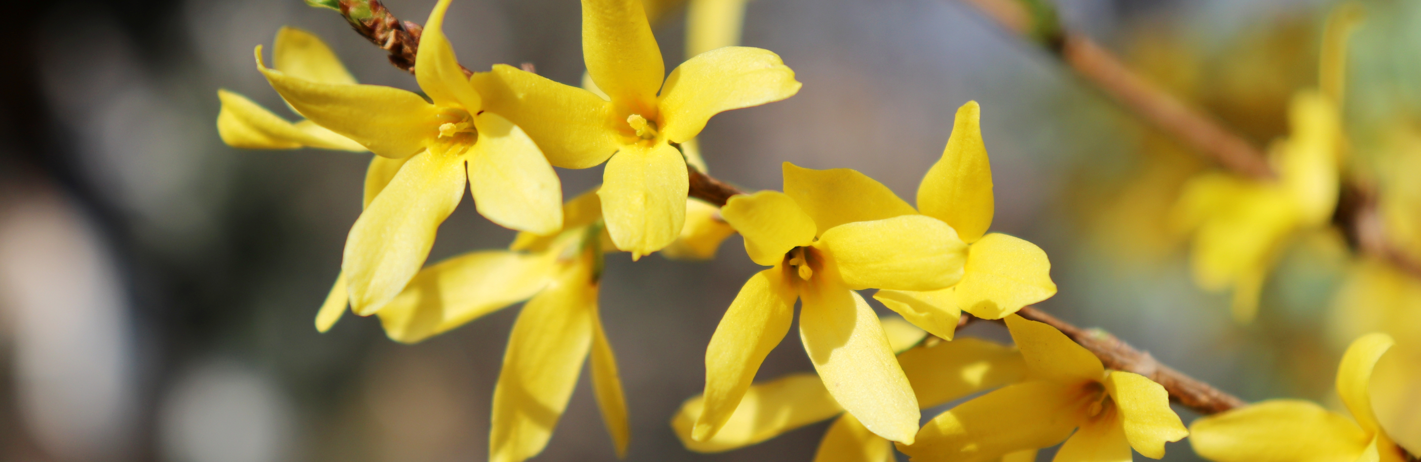 Uprawa i sadzenie forsycji 
