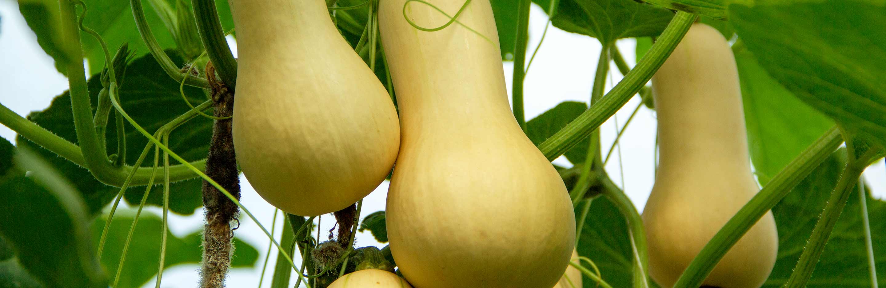 How to grow butternut squash 