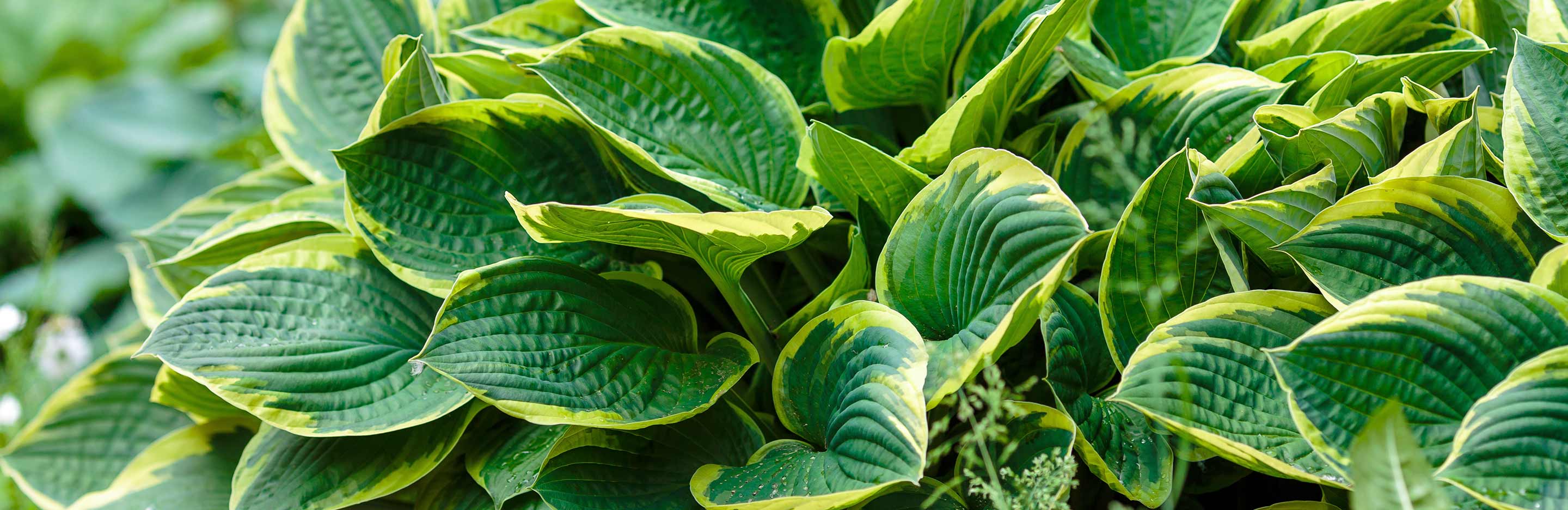 How to grow and care for Hostas
