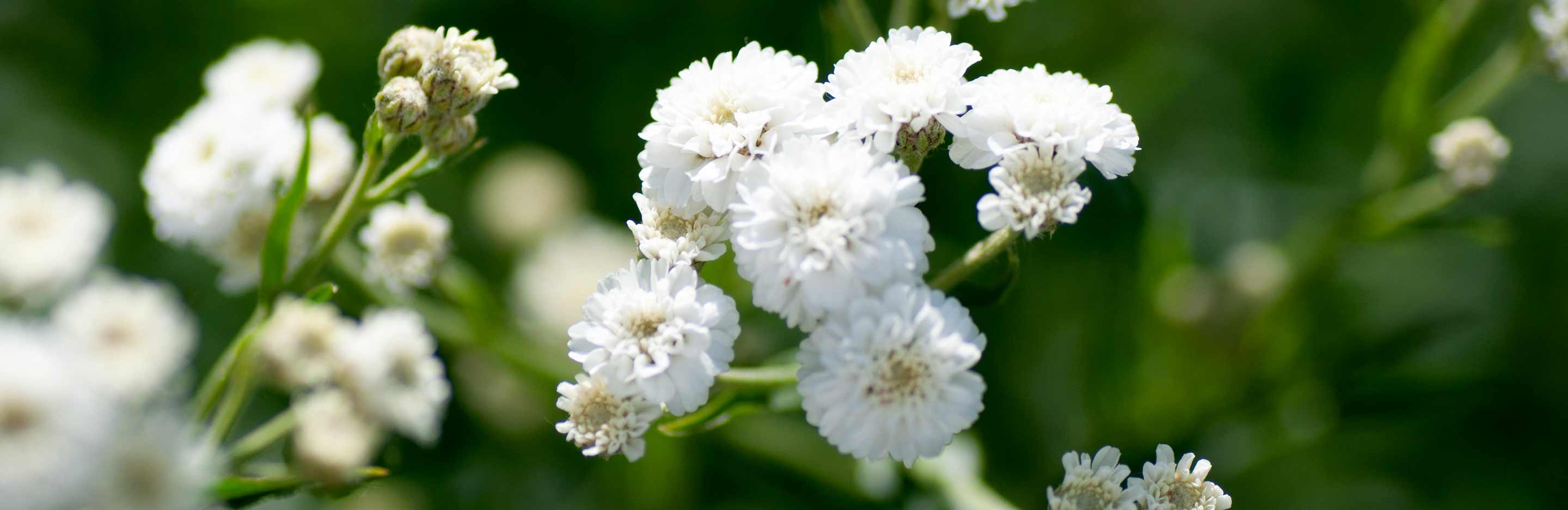 How to grow Gypsophila (Baby Breath) 