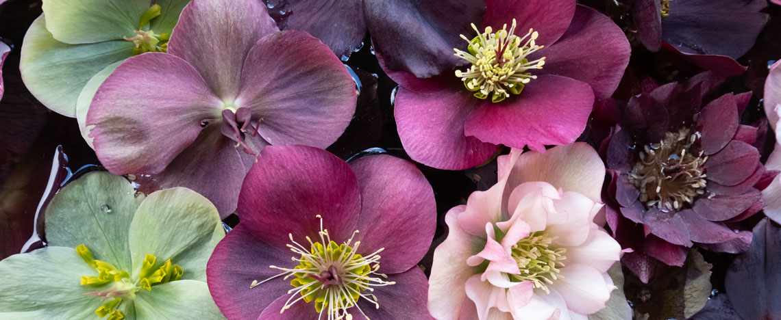 Hellebore: Plantation et entretien - Love the garden