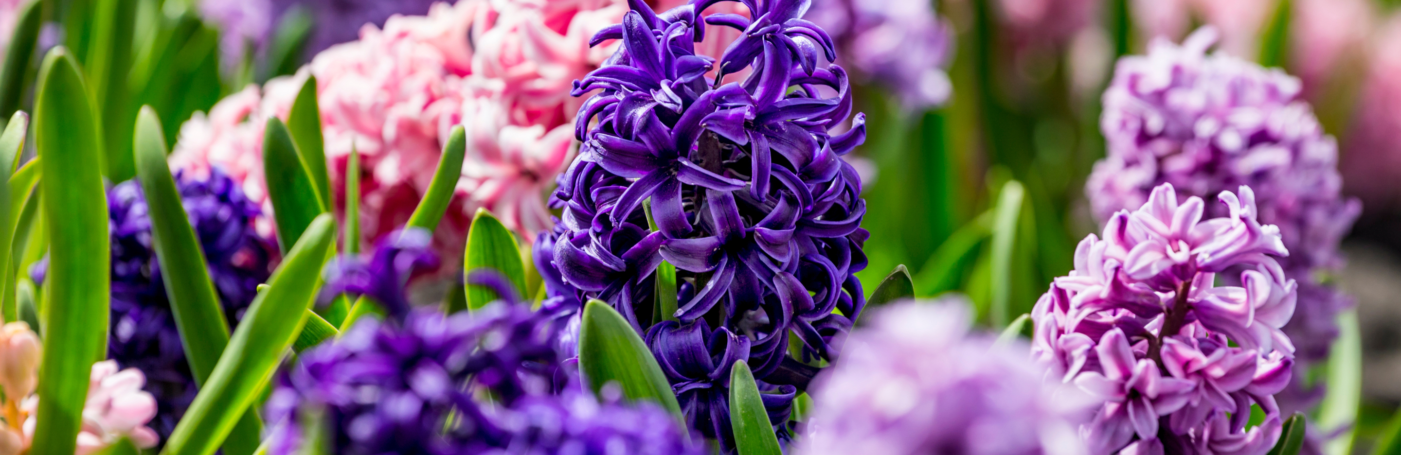 Uprawa hiacyntów w ogrodzie i domu | Love The Garden