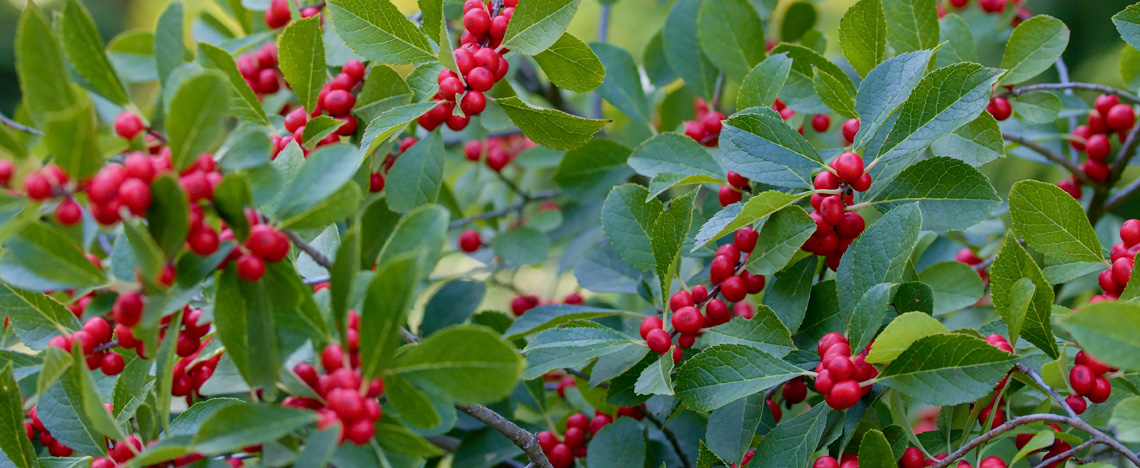 Hoe hulst planten en kweken - Love The Garden