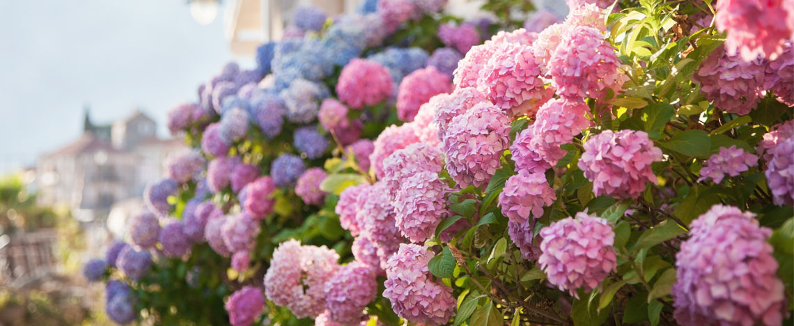 Planter et cultiver des hortensias - I Love My Garden