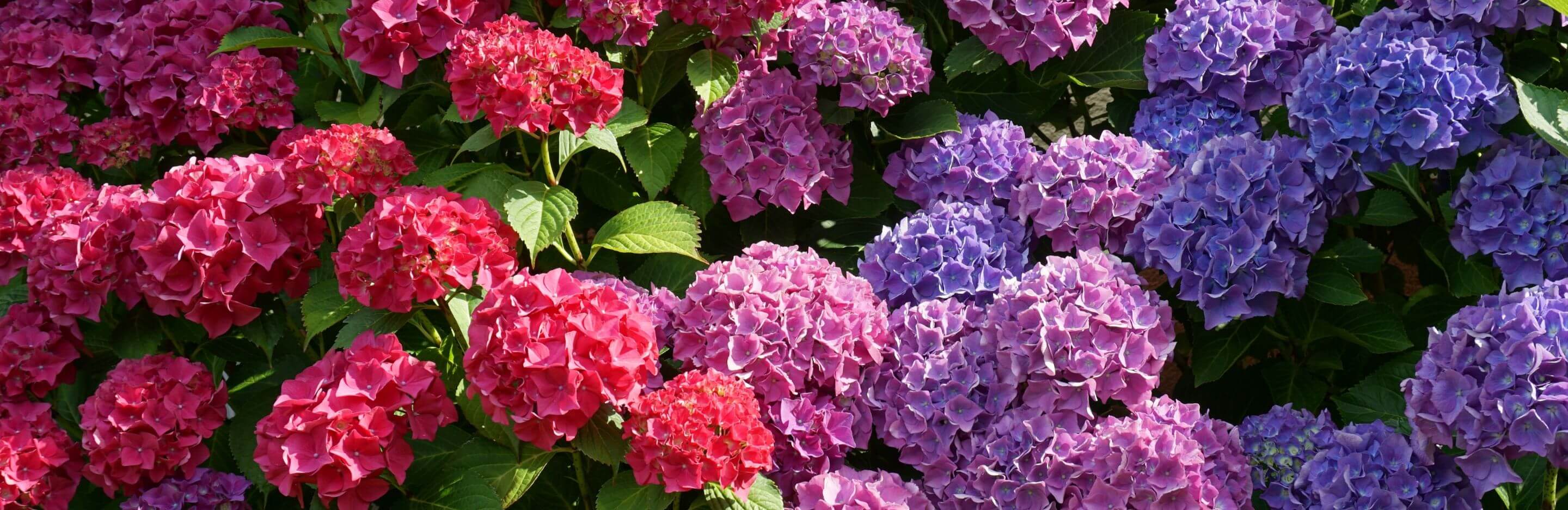 How to grow Hydrangea
