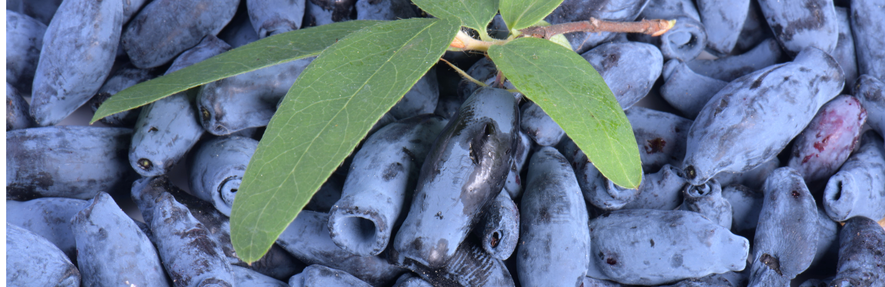 Uprawa jagody kamczackiej 