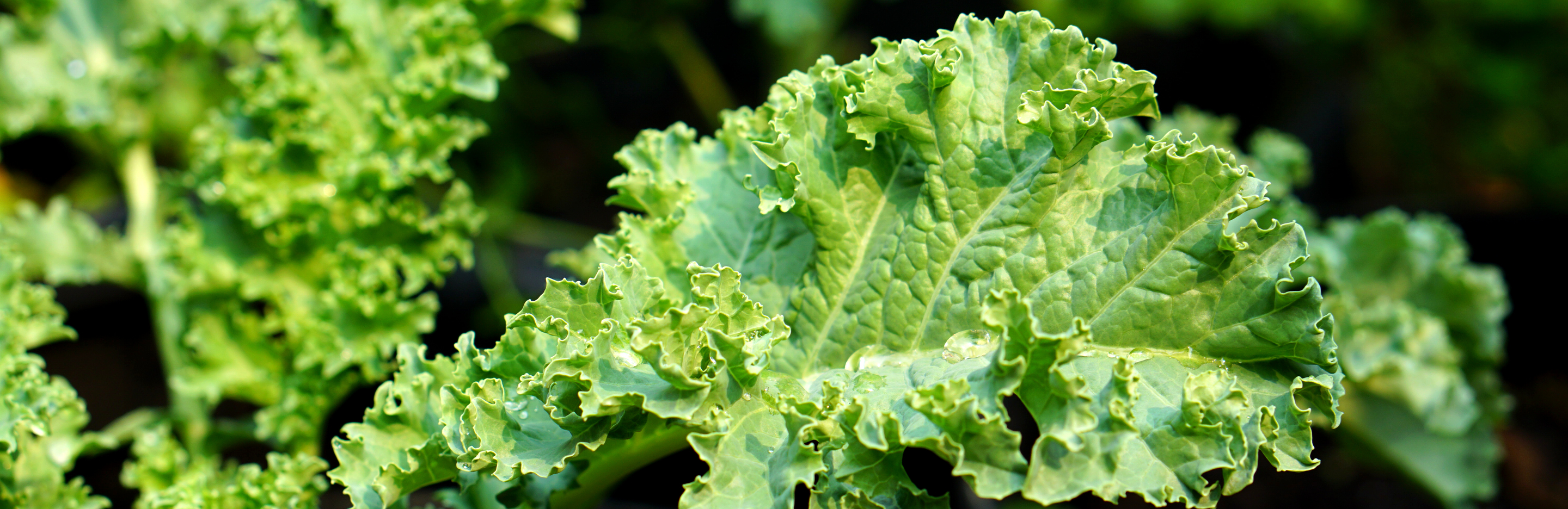 Jarmuż w przydomowym ogródku