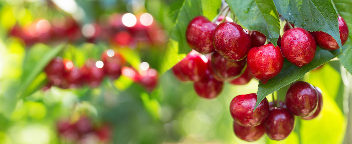 Kersenboom planten – Eigen fruit in de tuin - I Love My Garden