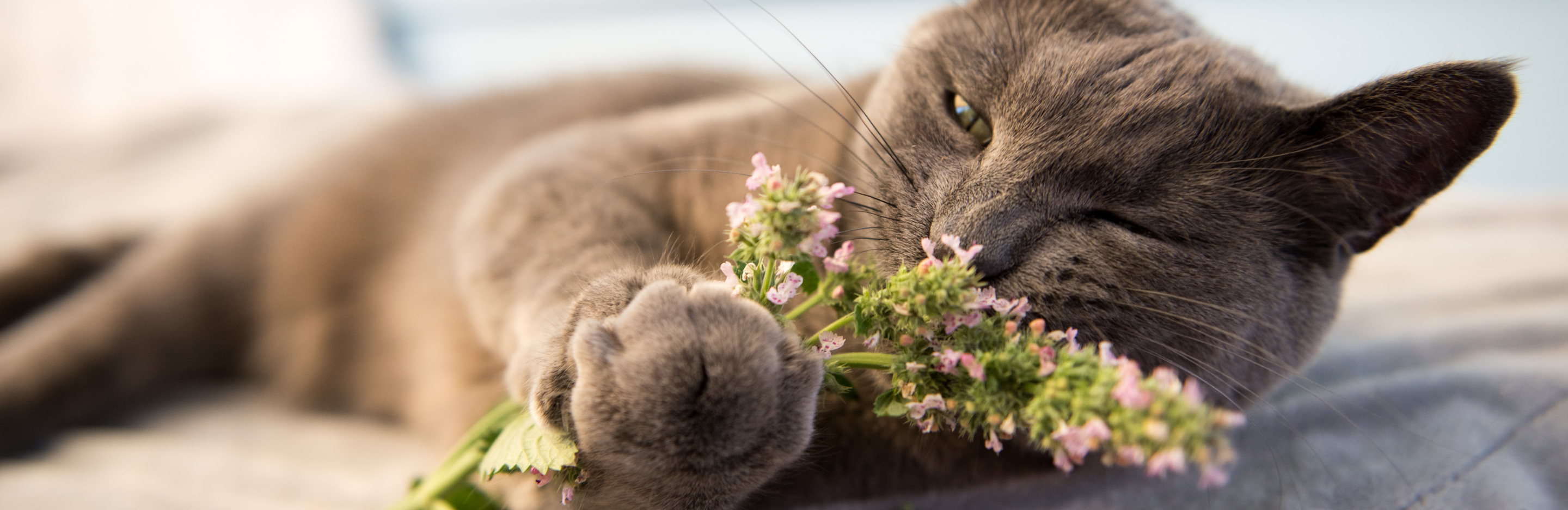 Kocimiętka w ogrodzie