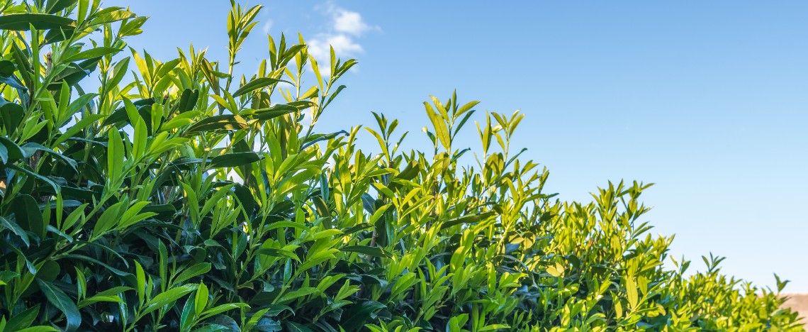 Laurierhaag: hoe planten, snoeien & meer | Ilovemygarden