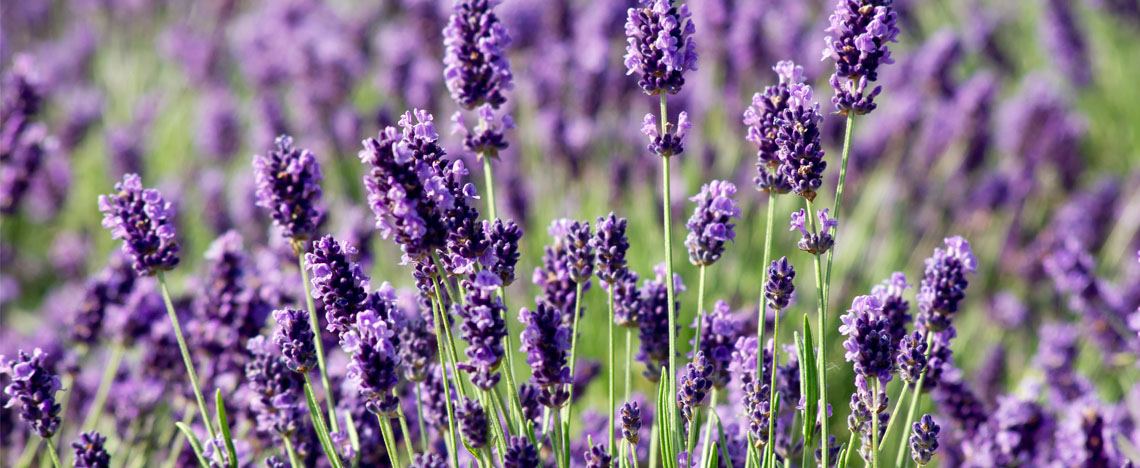 Lavendel planten – Goedruikende planten in de tuin - I Love My Garden