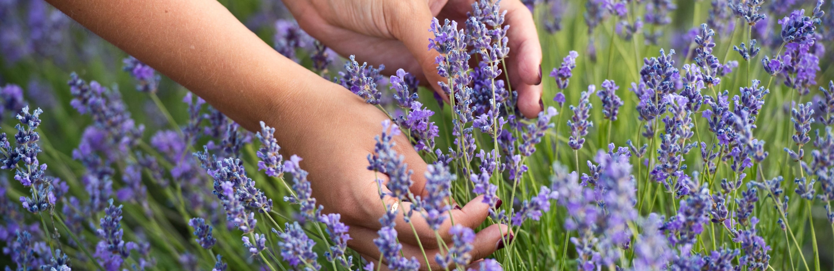 Uprawa lawendy w ogrodzie i w doniczce | Love The Garden