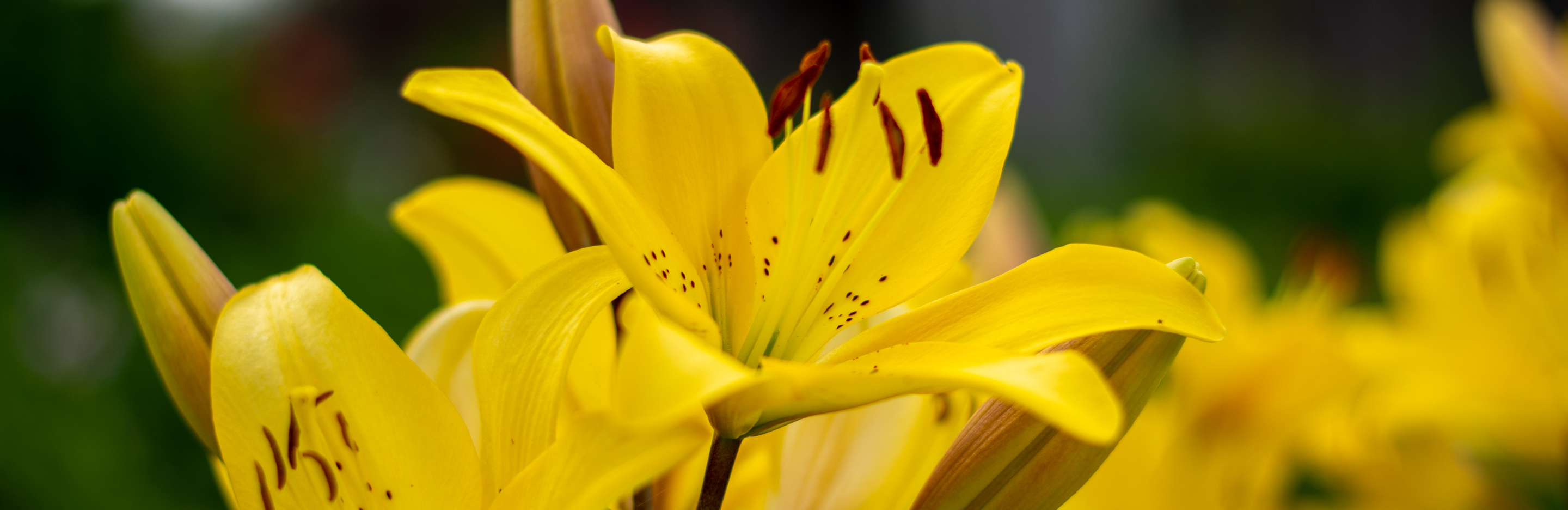 Uprawa lilii azjatyckich