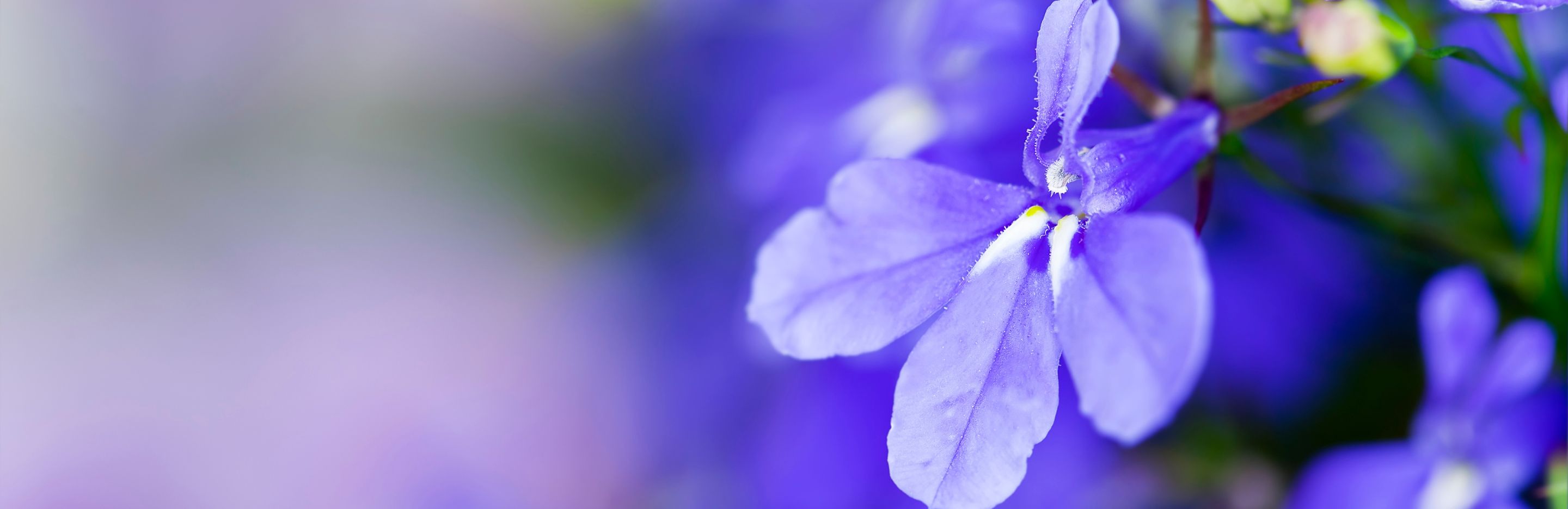 Jak uprawiać kwiaty lobelii