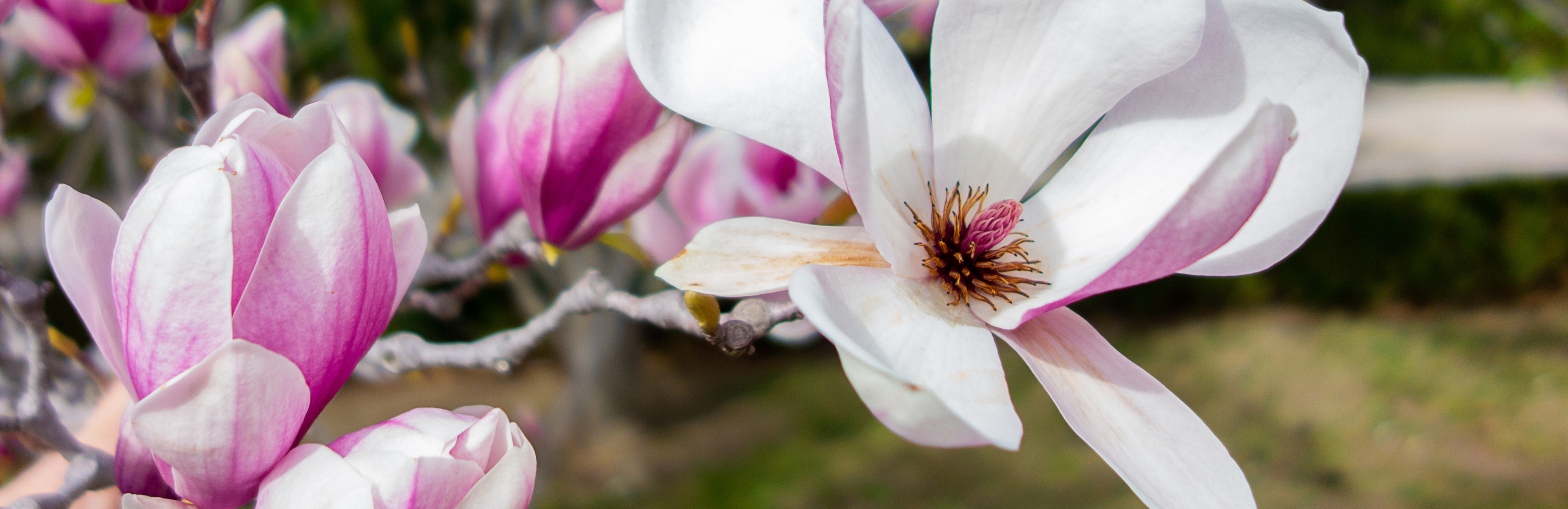 Poradnik sadzenia i przycinania magnolii