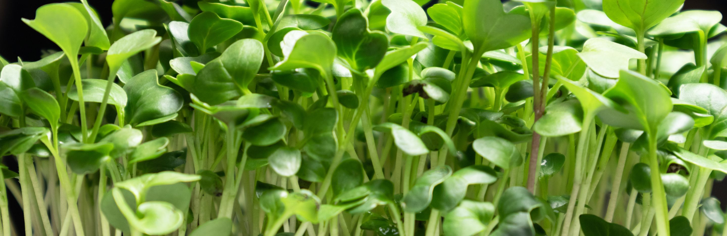Microgreens