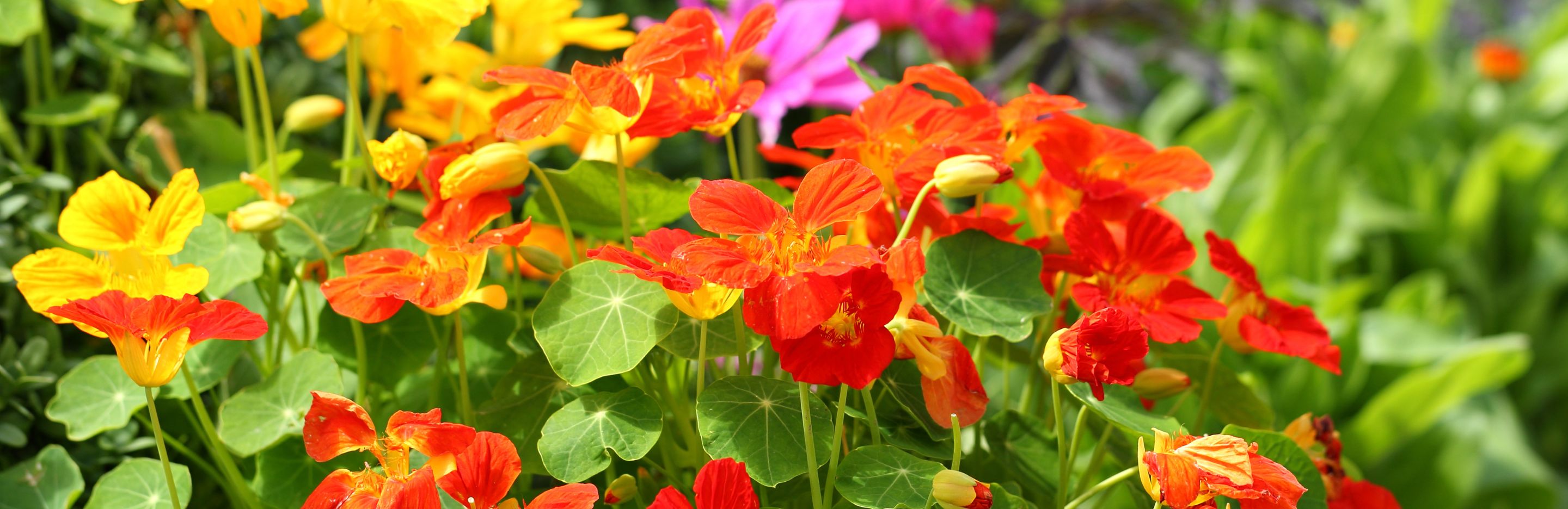 Nasturtium