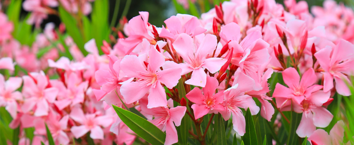 Oleander onderhouden – roze kamerplant - I Love My Garden