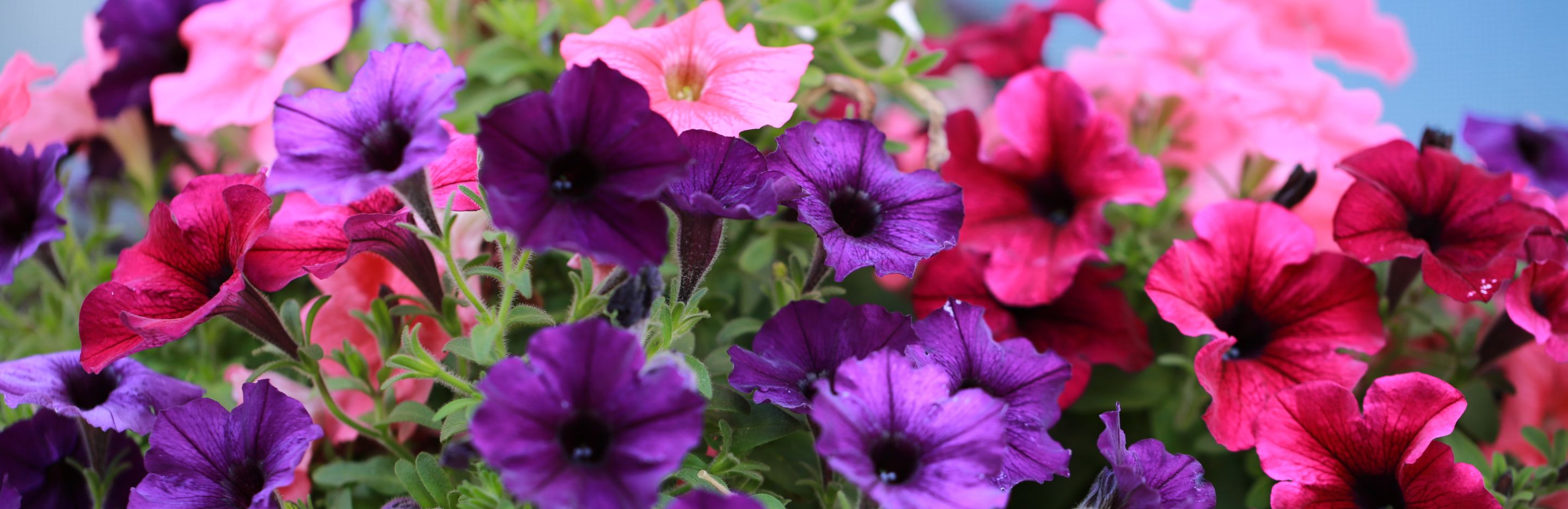 How To Grow Petunia