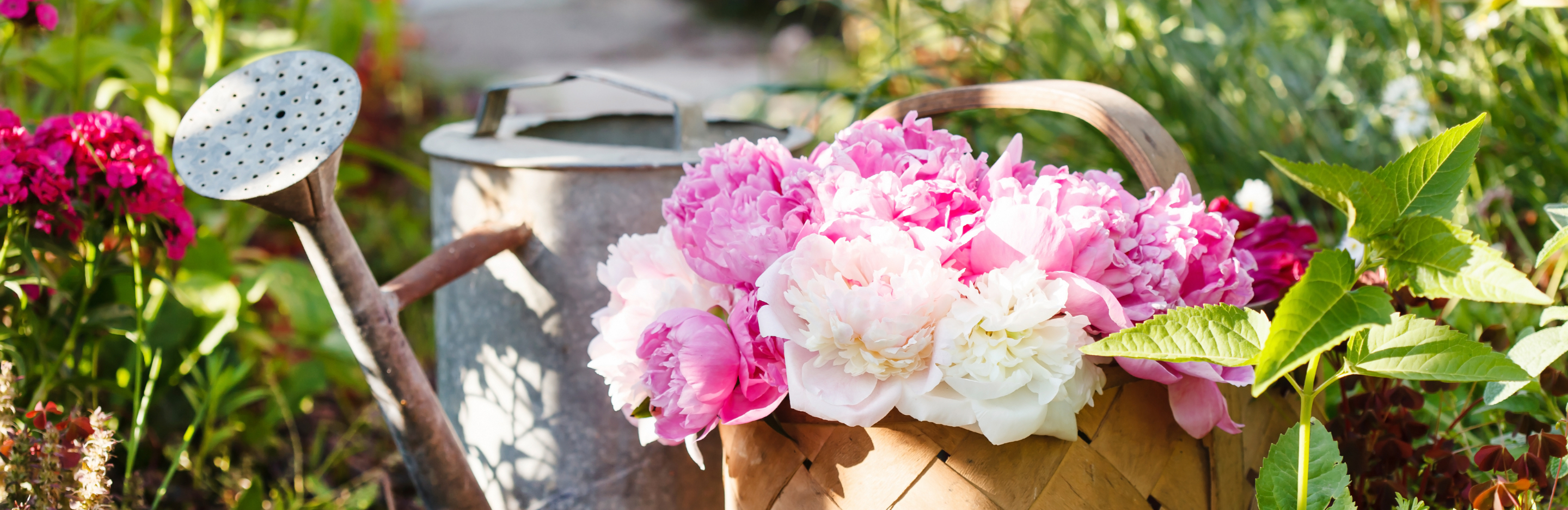 Sadzenie i przesadzanie piwonii 