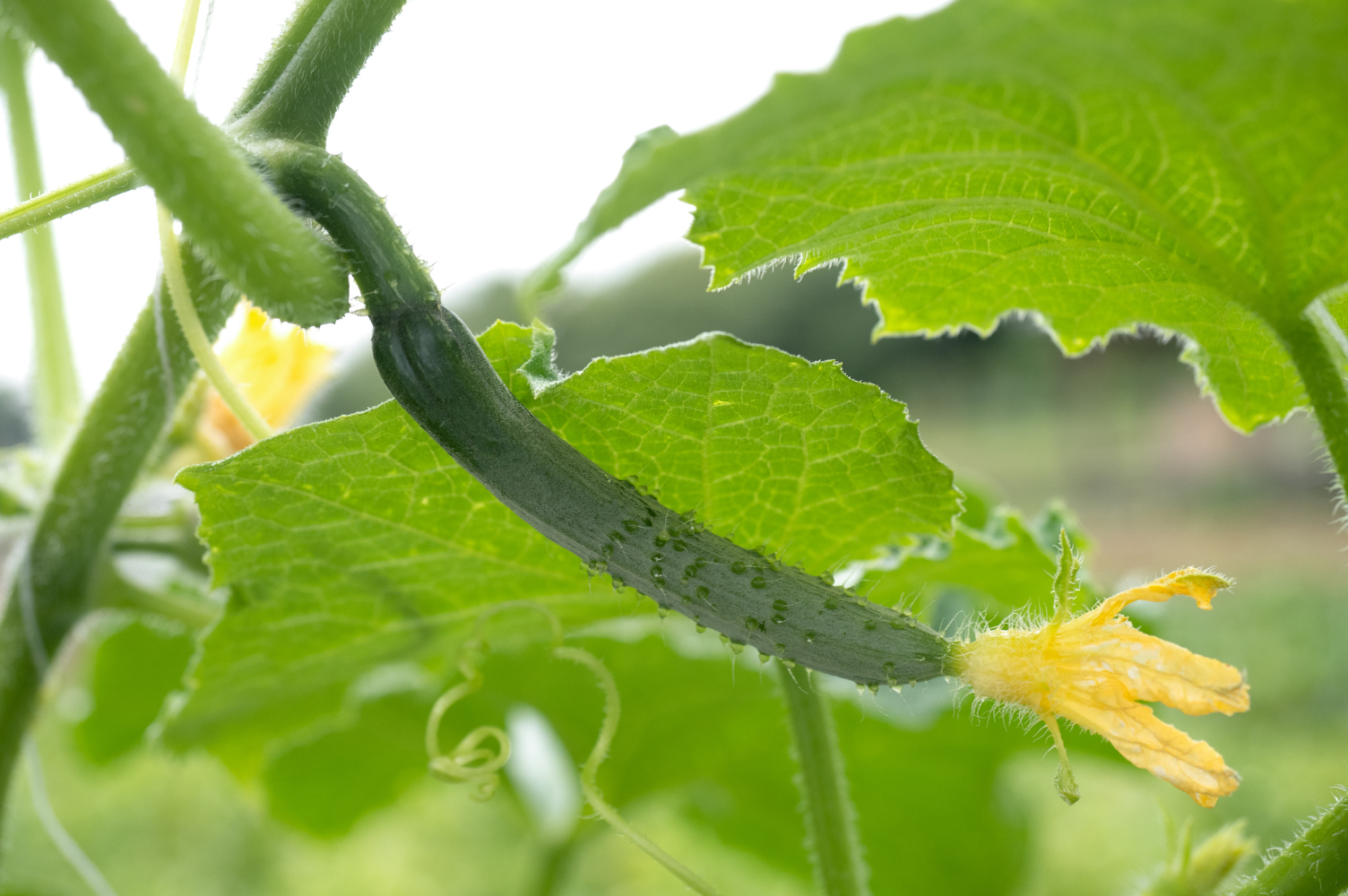 How to Grow Cucumbers in Australia in 4 Easy Steps