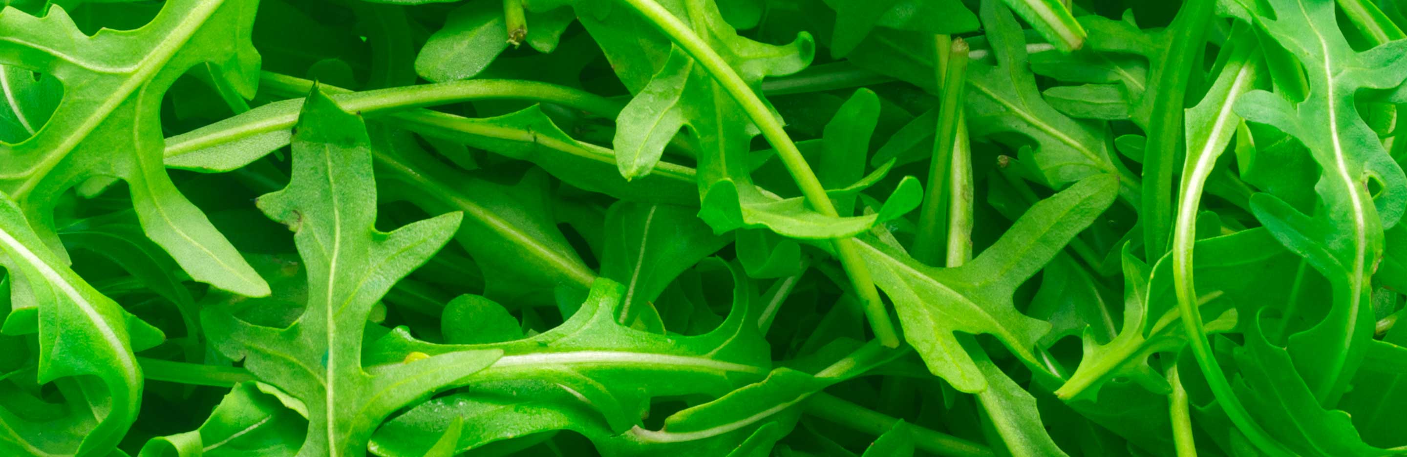 How to grow and care for Rocket salad leaves