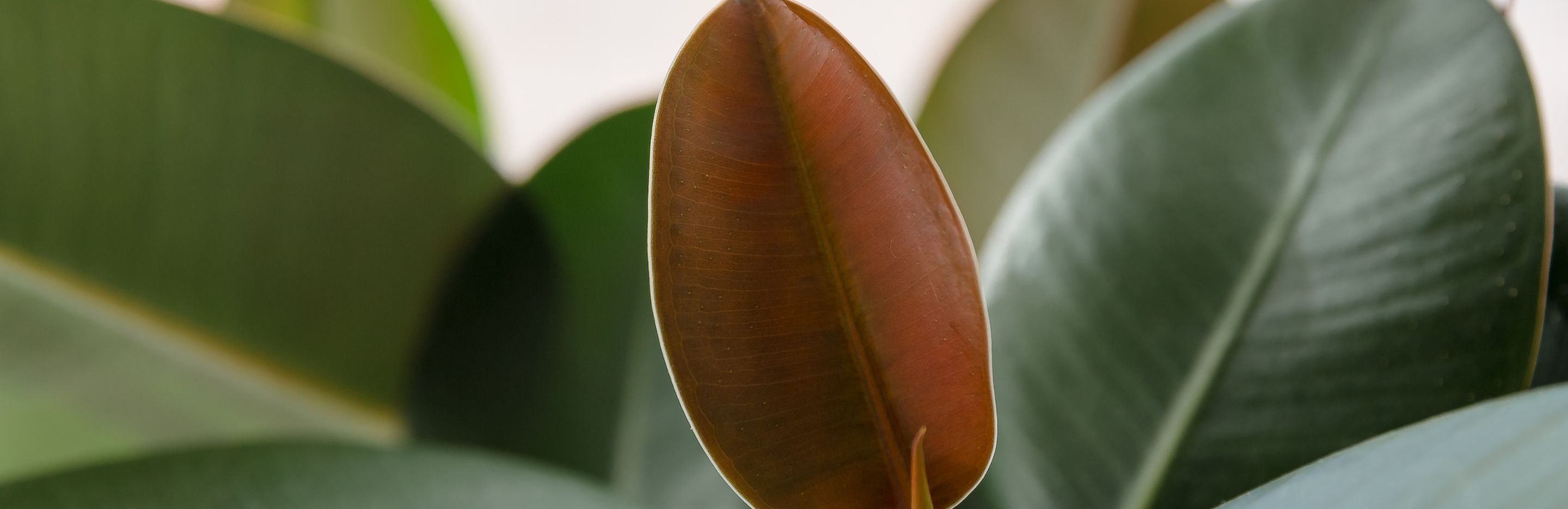 Rubber Plant