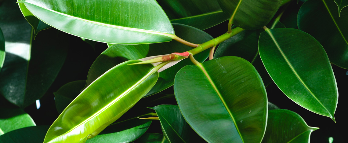 Rubberplant verzorgen – Perfecte kamerplant - I Love My Garden