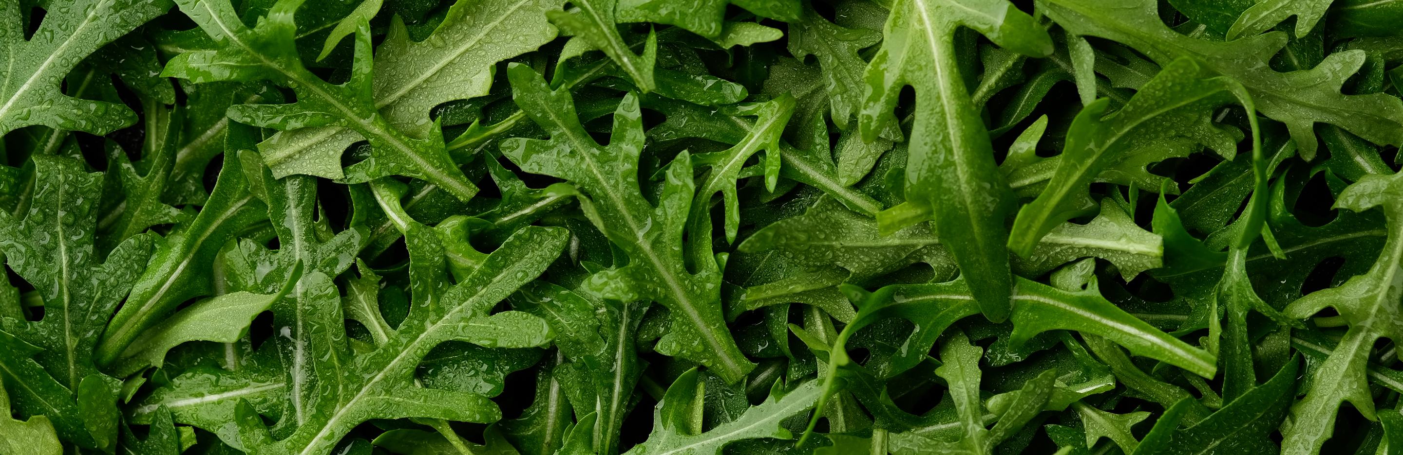 Rukola w przydomowym ogródku