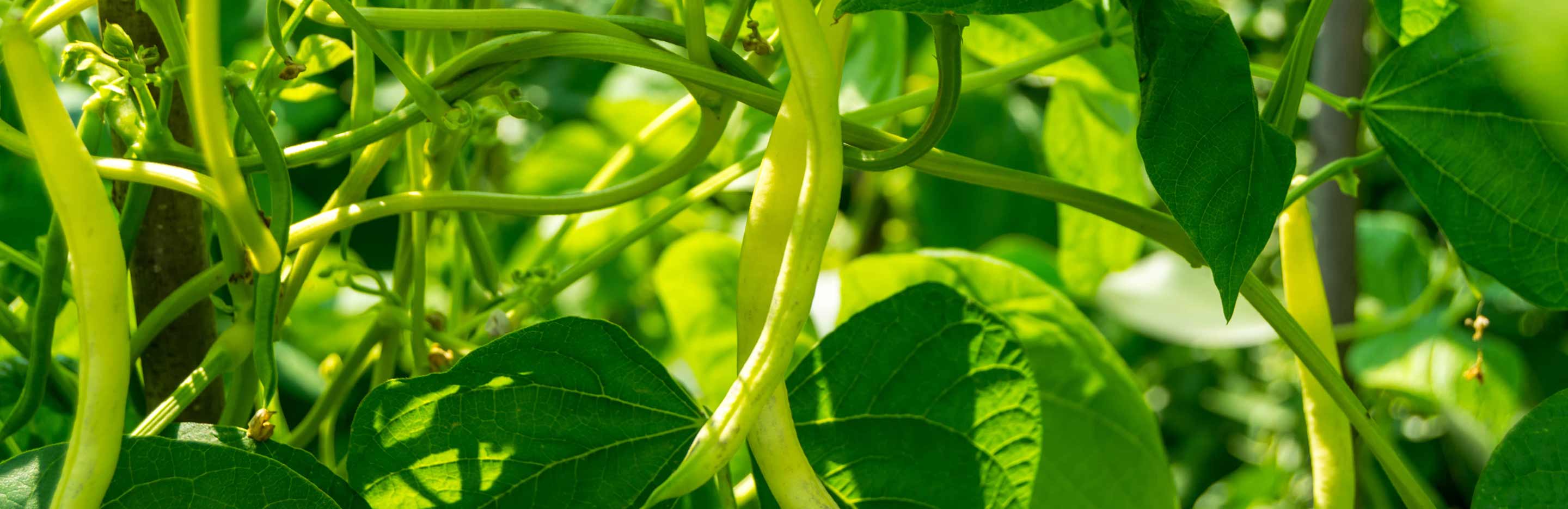 How to grow runner beans 