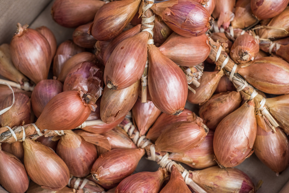 Culture des échalotes