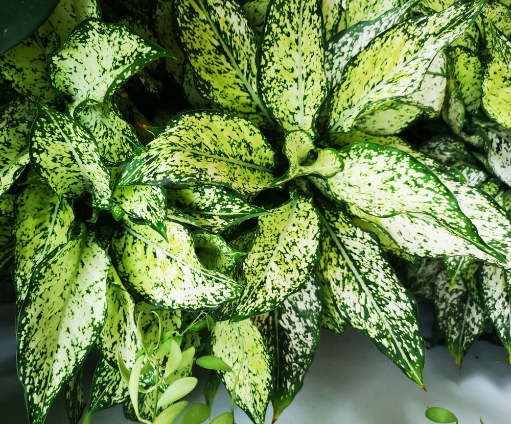 Plant de dieffenbachia, ou canne du muet